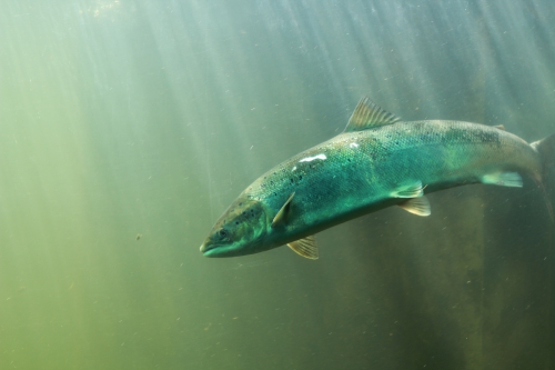 Observatoire des poissons migrateurs