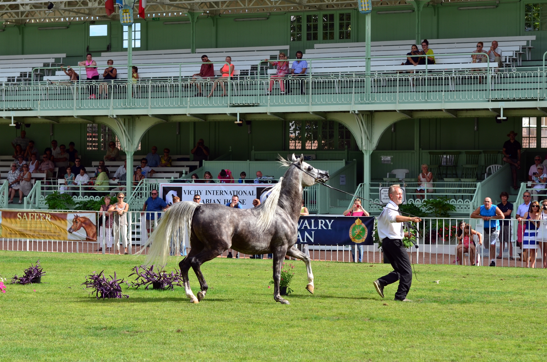cheval arabe vichy