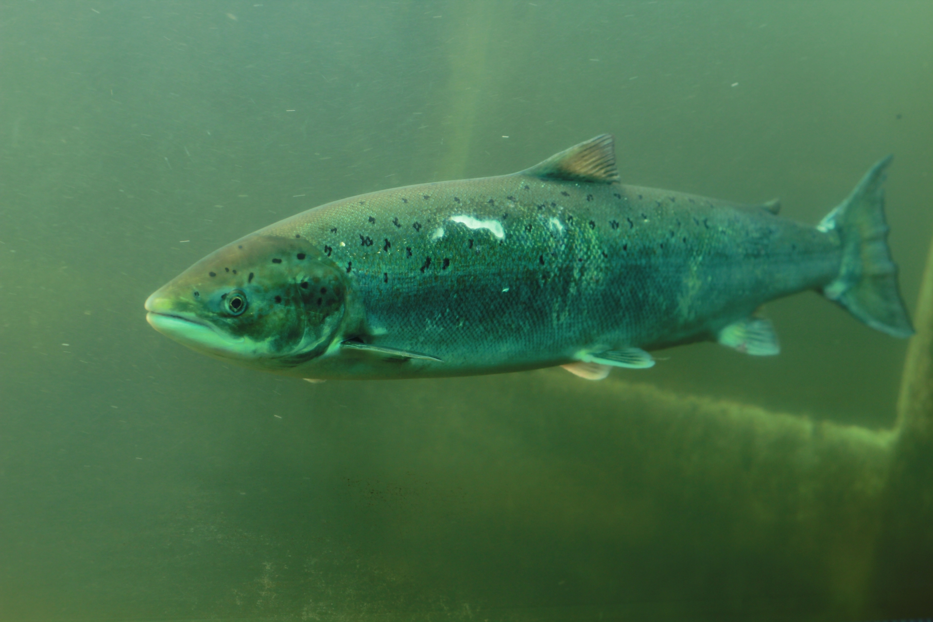 Saumon à l'observatoire des poissons migrateurs de Vichy