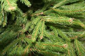 Sapin.jpg